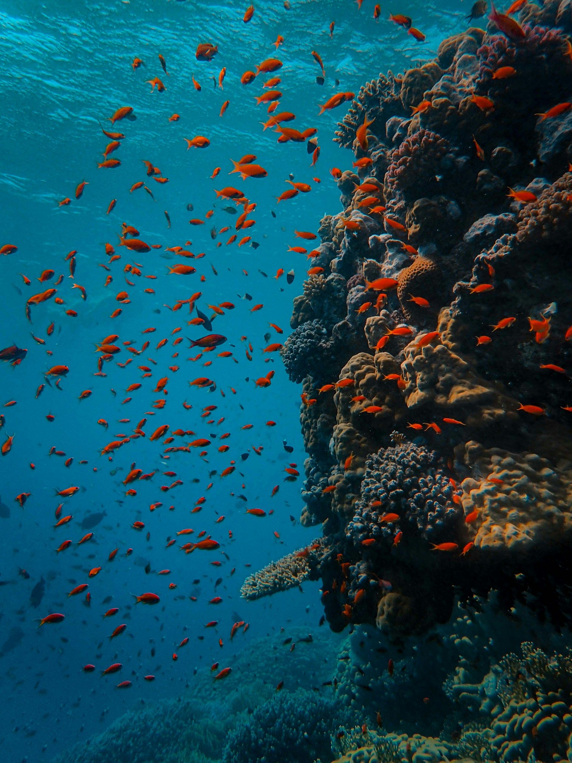 /api/cms/uploads/Coral_Reef_in_Marsa_Shagra_Red_Sea_2506019c9f.jpg