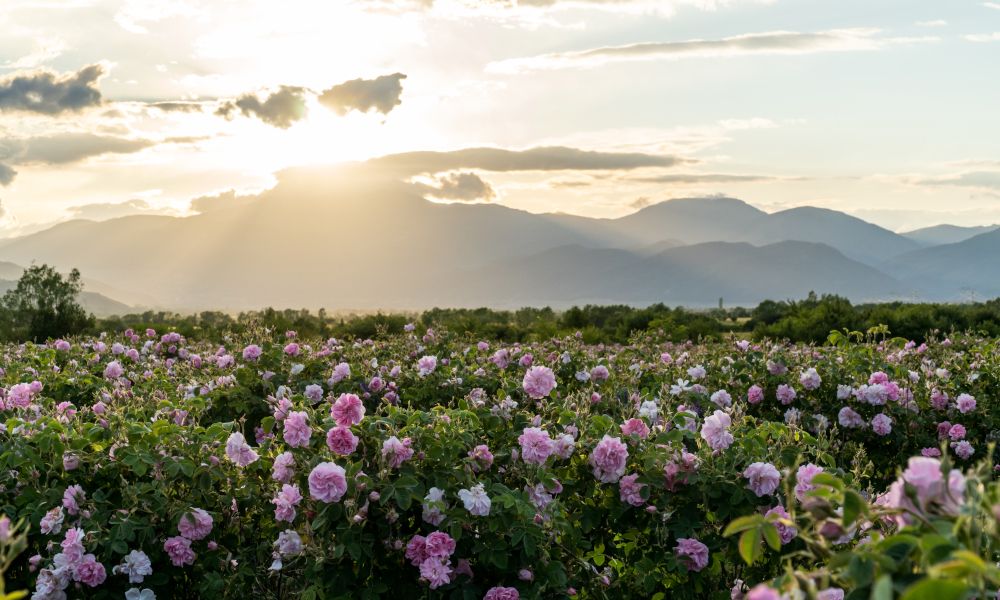 /api/cms/uploads/bulgaria_rose_745786_c4c1750e59.jpg
