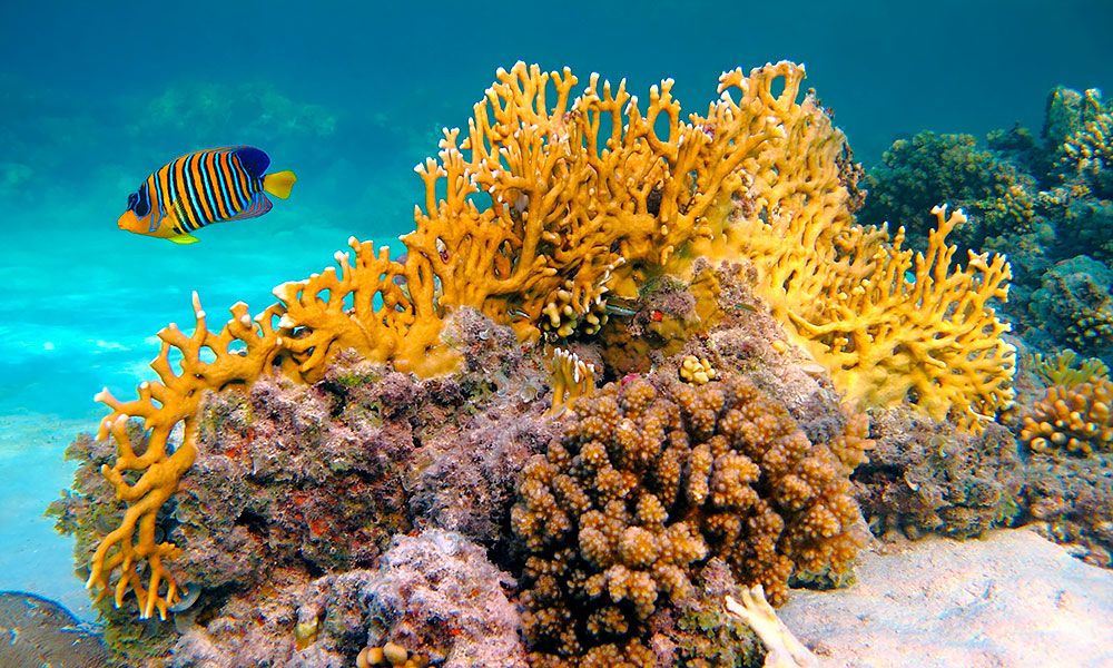 /api/cms/uploads/egypt_hurghada_fish_7082b2052f.jpg