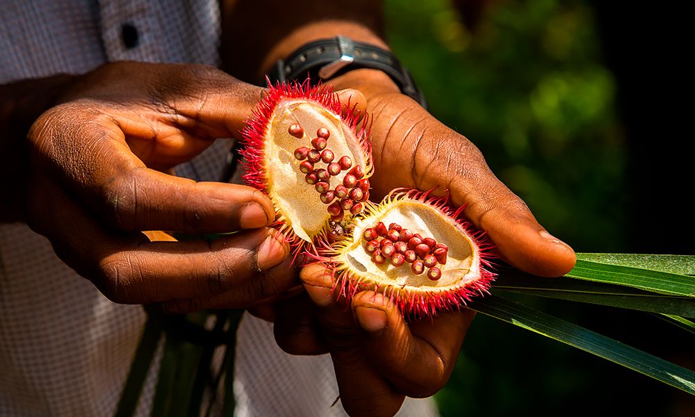 /api/cms/uploads/tanzania_achiote_seed_pod_from_the_urucum_tree_4d3d3f0936.jpg